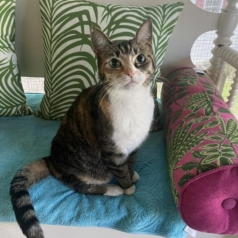 Minnie, Adoptable, Young Female Domestic Short Hair.