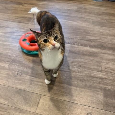 Enlarge Minnie, a Adoptable Domestic Short Hair in Rochester, MA image 1/2