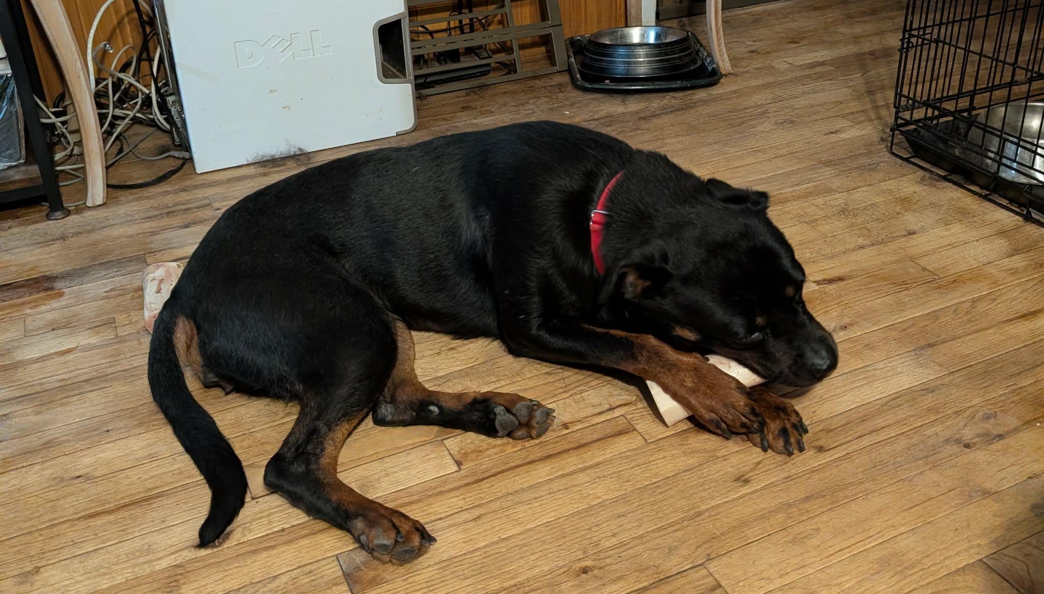 Enlarge Skylar, a ADOPTABLE Rottweiler in Perkasie, PA image 4/5