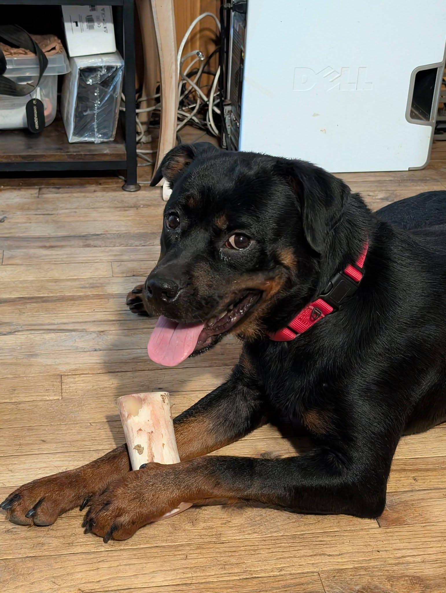 Enlarge Skylar, a ADOPTABLE Rottweiler in Perkasie, PA image 2/5