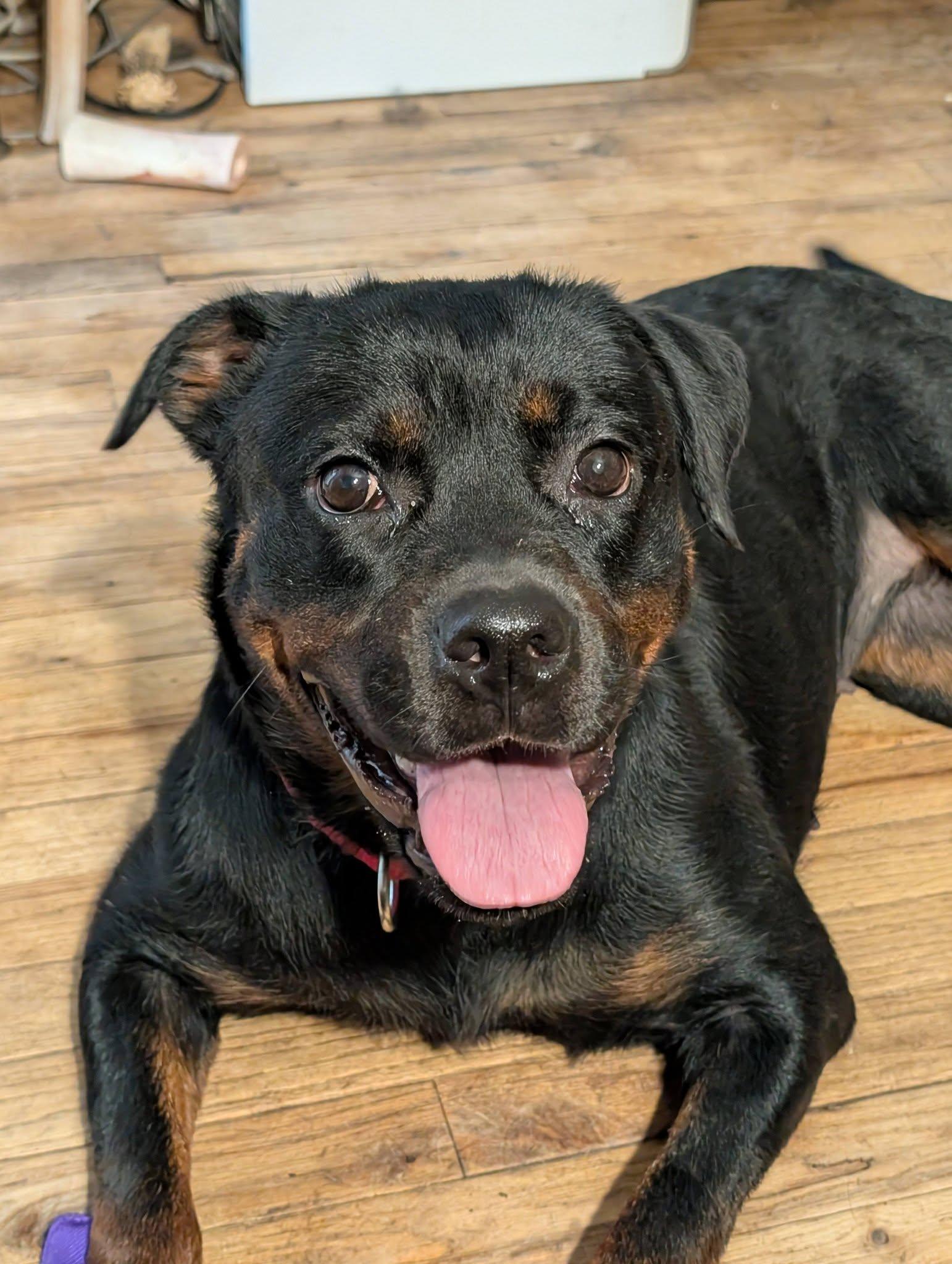 Enlarge Skylar, a ADOPTABLE Rottweiler in Perkasie, PA image 1/5