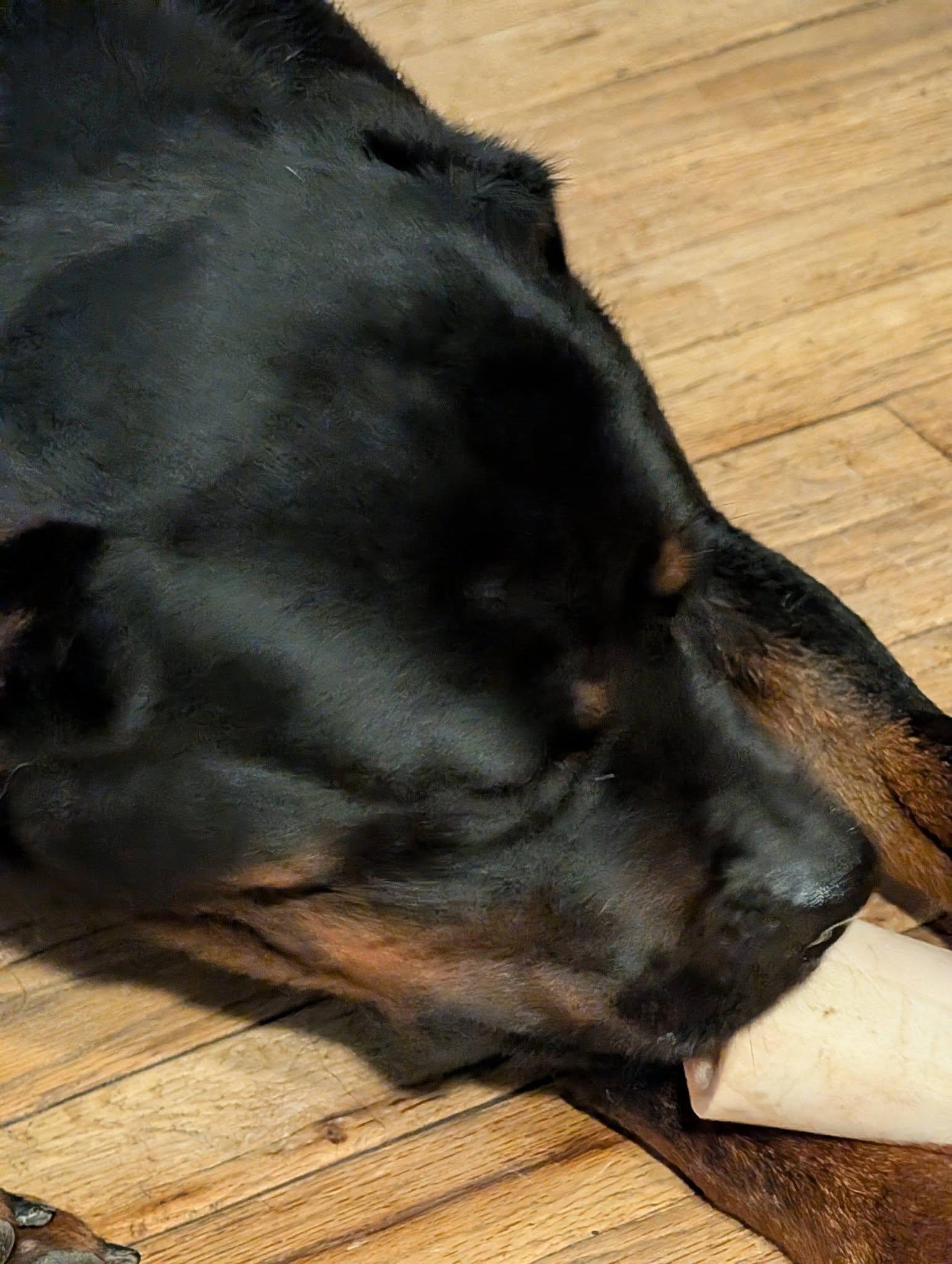 Enlarge Skylar, a ADOPTABLE Rottweiler in Perkasie, PA image 3/5