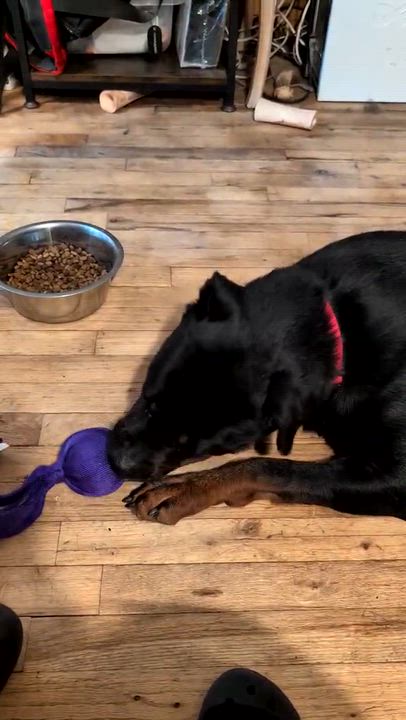 Enlarge Skylar, a ADOPTABLE Rottweiler in Perkasie, PA video 5/5