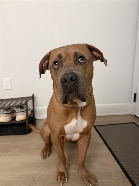 TRUMAN, Adoptable, Adult Male Bullmastiff & Mixed Breed.