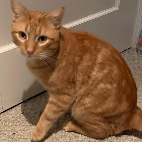 Enlarge Jasper, an adopted mixed breed in Pickering, ON image 1/3