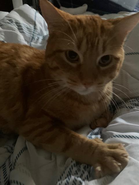 Enlarge Jasper, an adopted mixed breed in Pickering, ON image 3/3