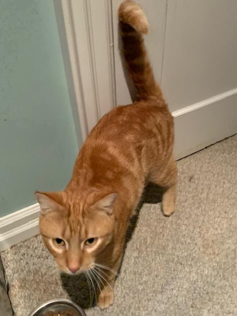 Enlarge Jasper, an adopted mixed breed in Pickering, ON image 2/3