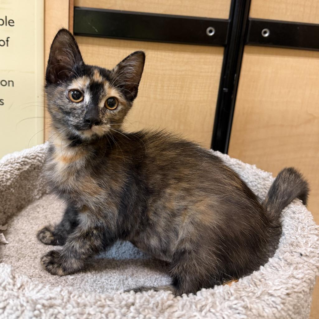 Pumpkin, Adoptable, Kitten Female Domestic Short Hair.