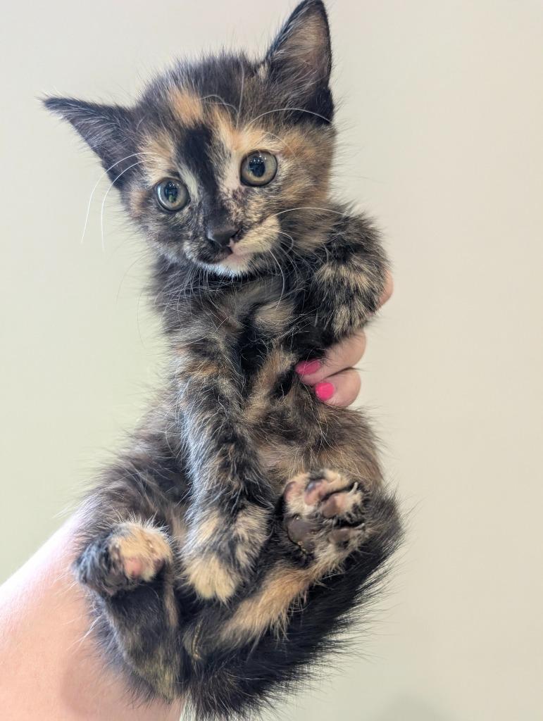 Enlarge Pumpkin, a Adopted mixed breed in Rowlett, TX image 2/5