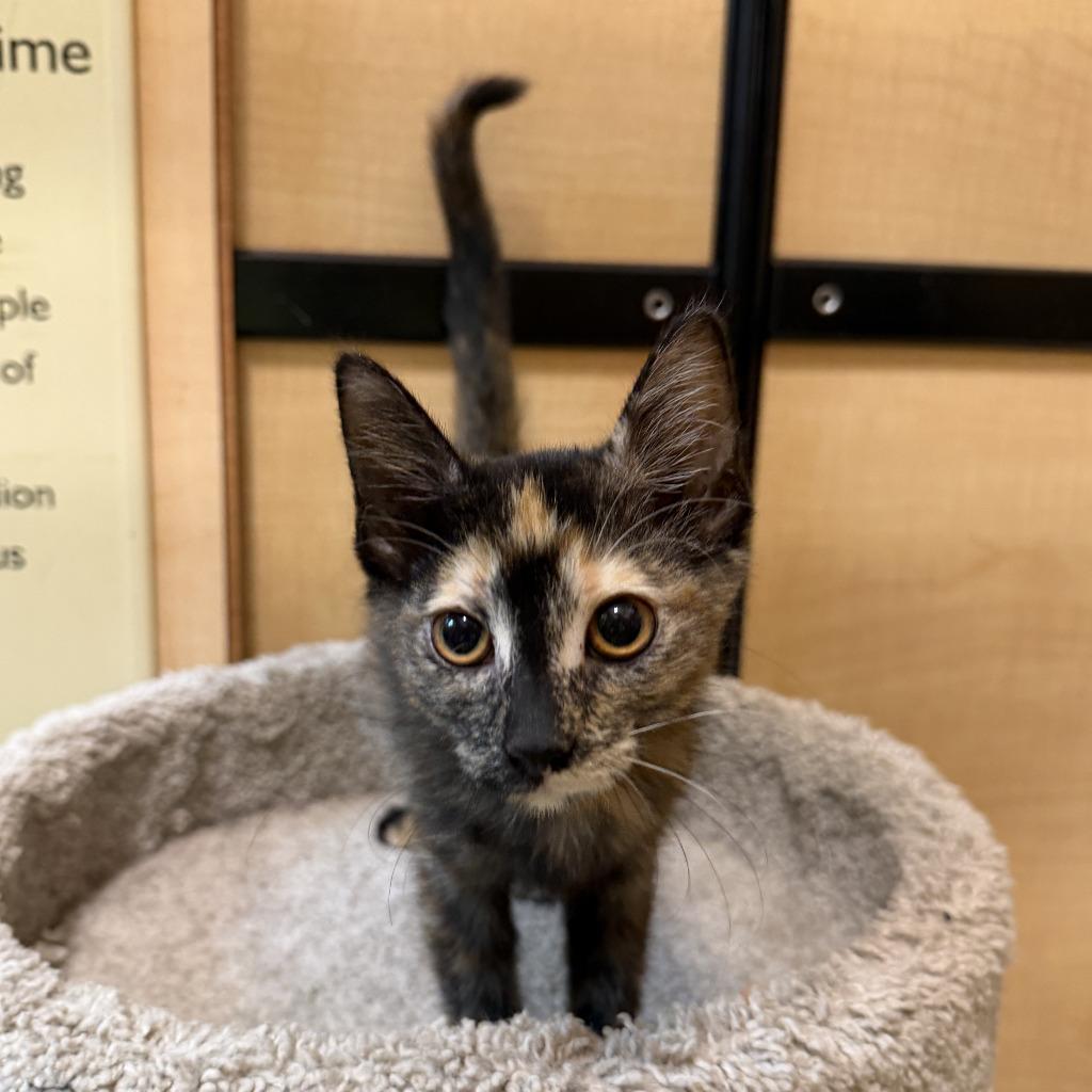 Enlarge Pumpkin, a Adopted mixed breed in Rowlett, TX image 3/5