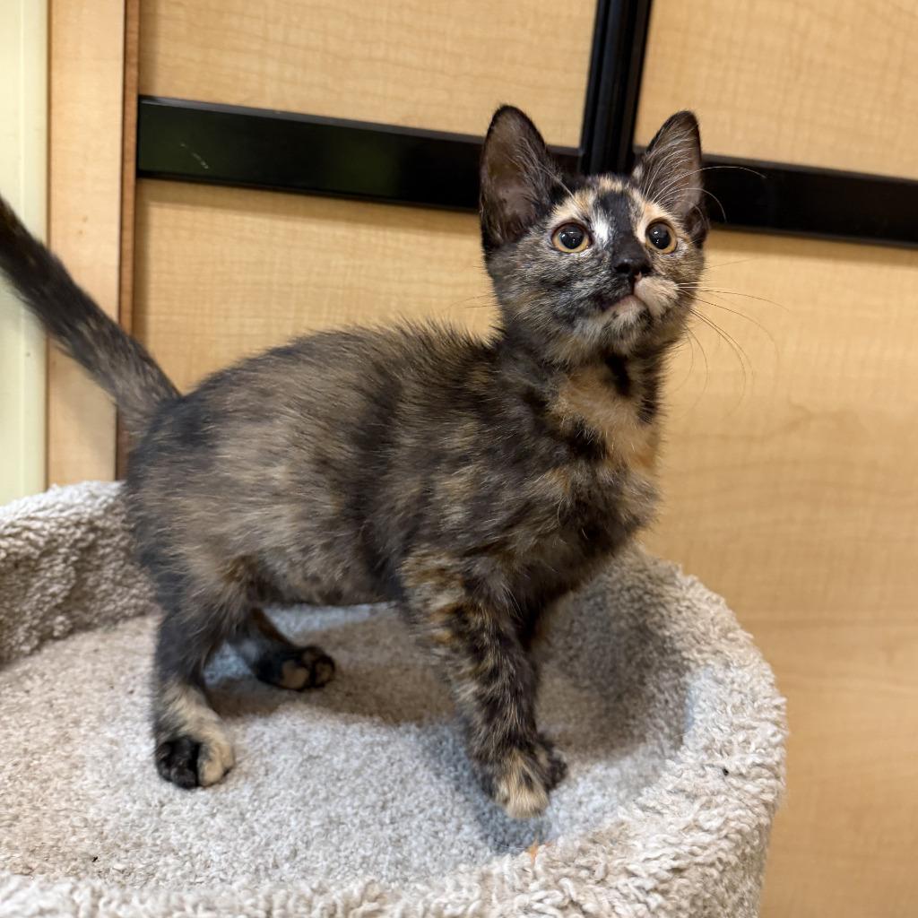 Enlarge Pumpkin, a Adopted mixed breed in Rowlett, TX image 4/5