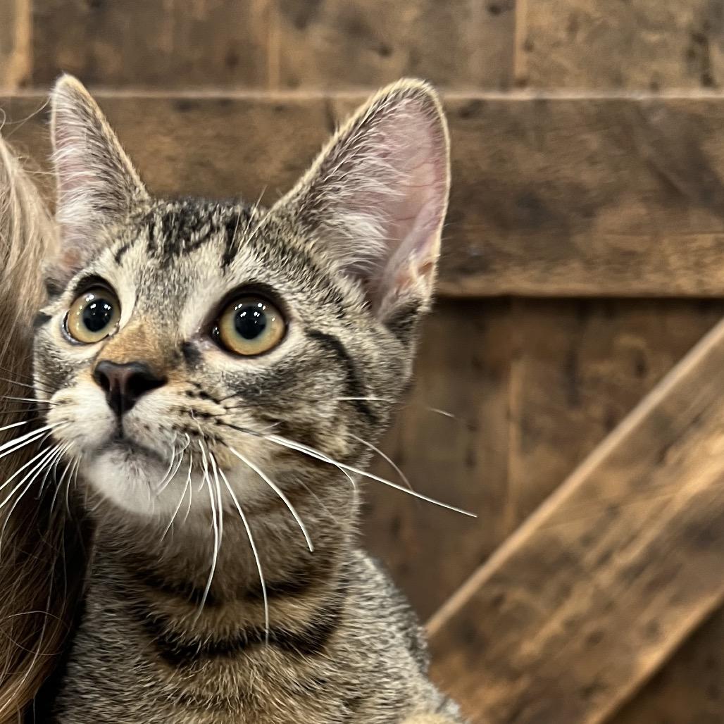 Ferris, Adoptable, Kitten Male Domestic Short Hair & Domestic Short Hair.