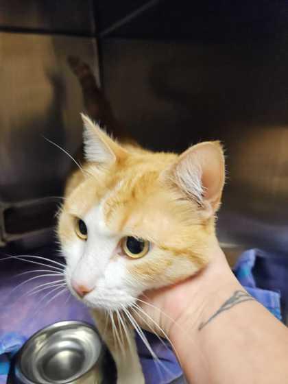 Jacqueline O'Lantern