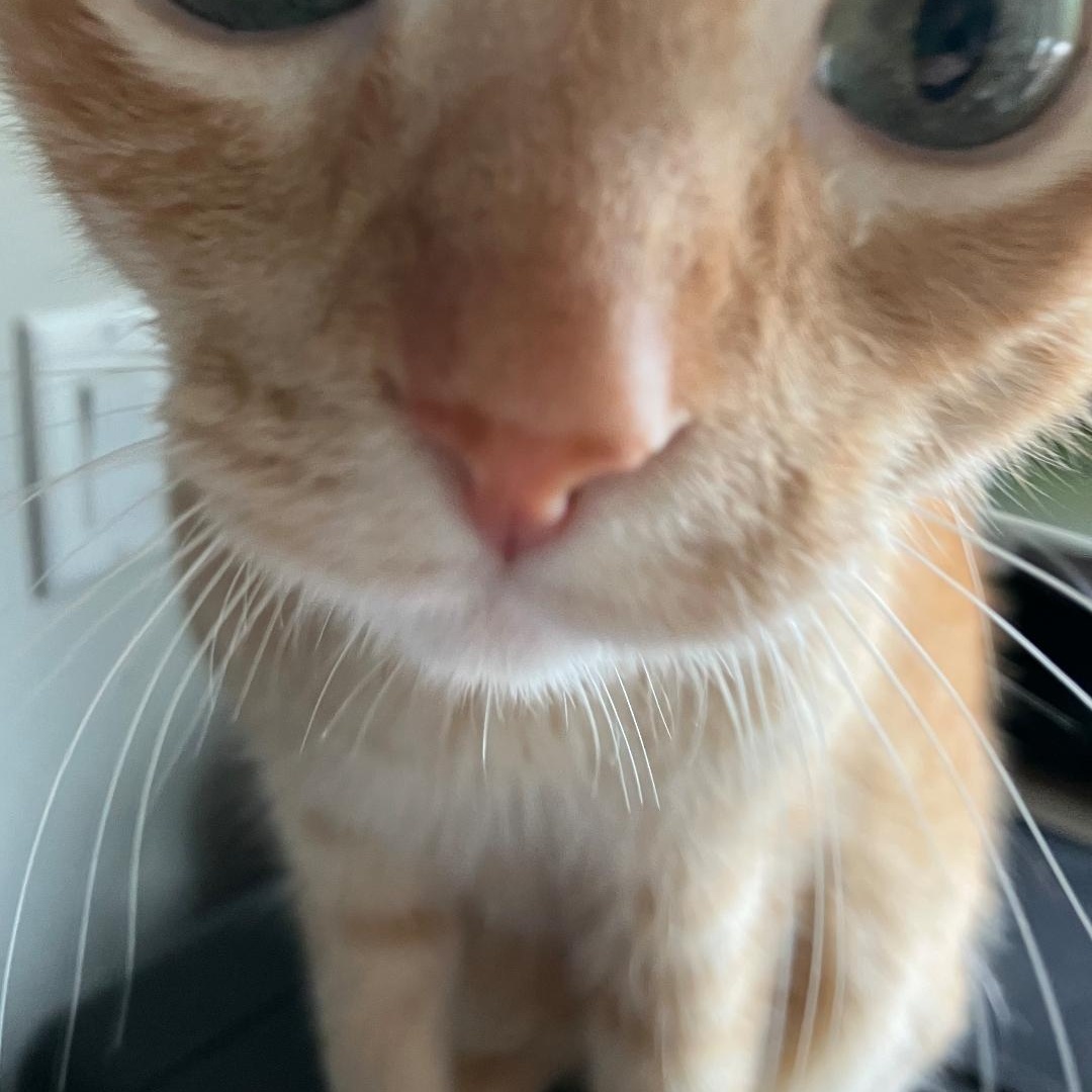 Burtie, Adoptable, Adult Male Domestic Short Hair.