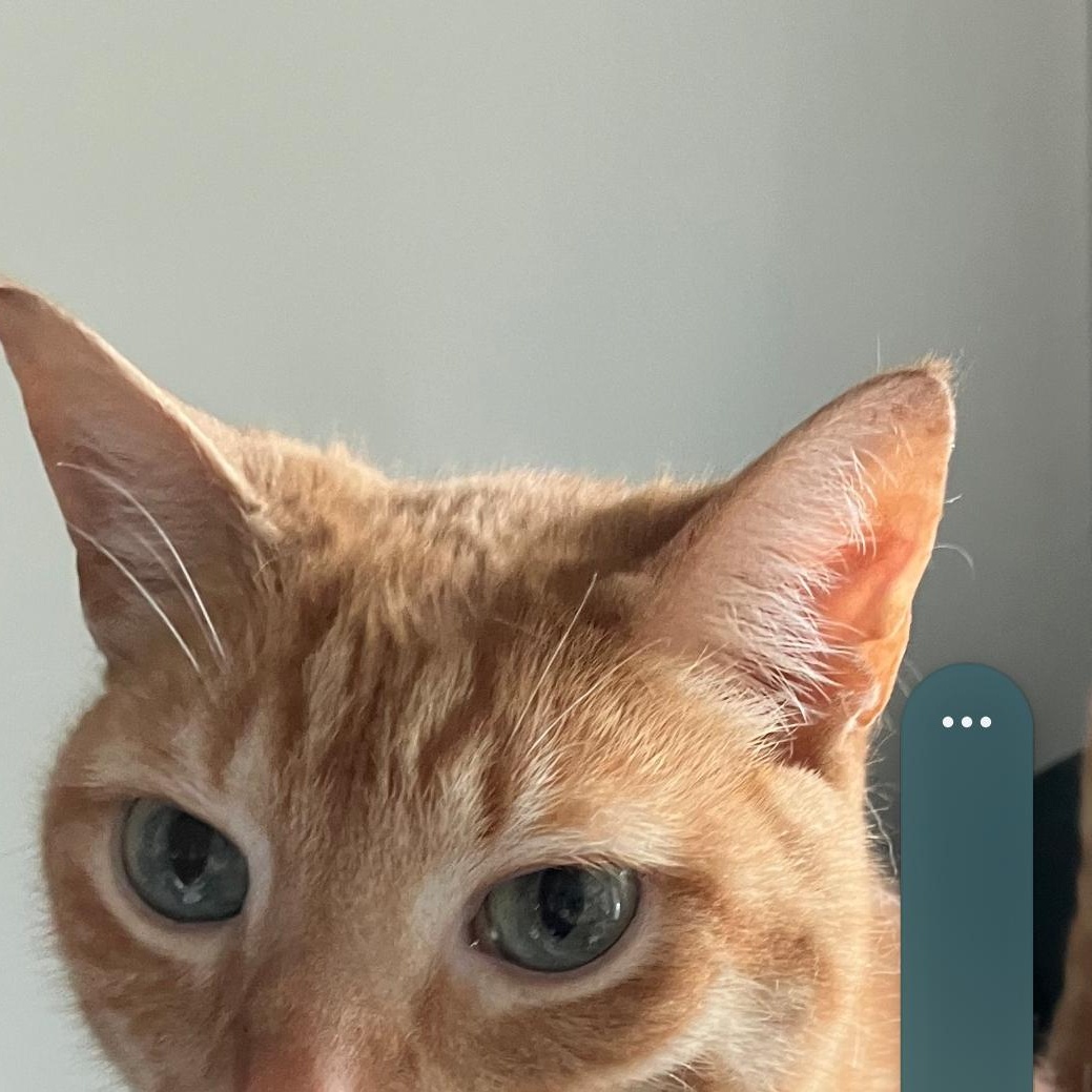 Enlarge Burtie, a Adoptable Domestic Short Hair in Beulah, MI image 3/3