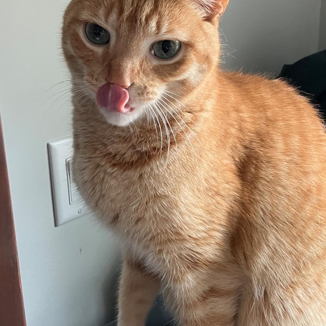 Enlarge Burtie, a Adoptable Domestic Short Hair in Beulah, MI image 2/3