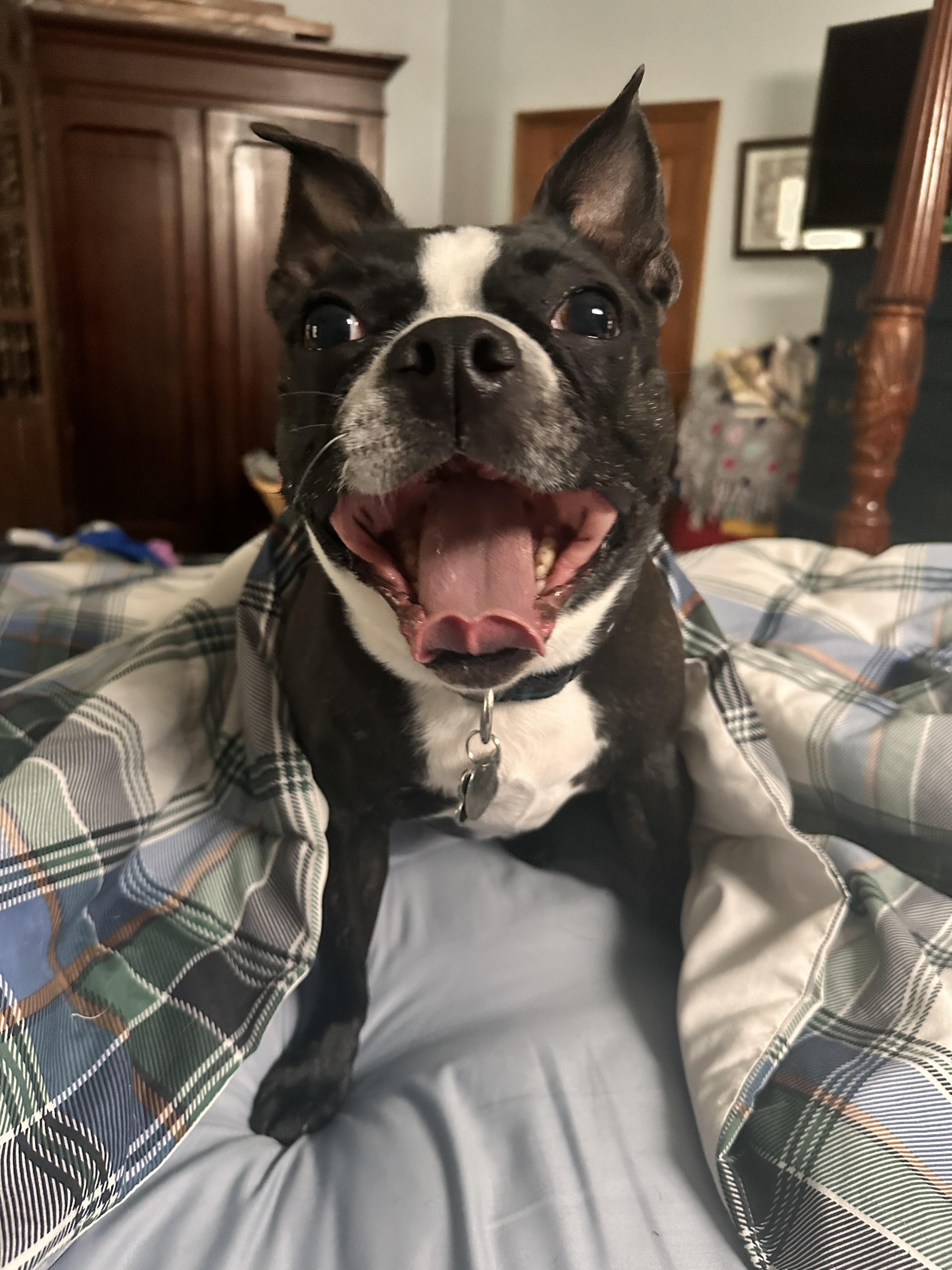 Enlarge Finn of Nola and Finn, a Adoptable Boston Terrier in Lewis Center, OH image 2/3