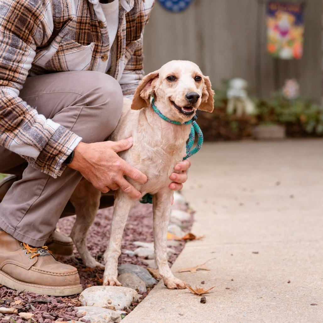 Lila, adoptable, Adult Female Goldendoodle.