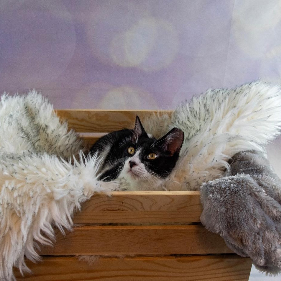 James See his sweet video, a ADOPTABLE Domestic Short Hair in Houston, TX image 3/5