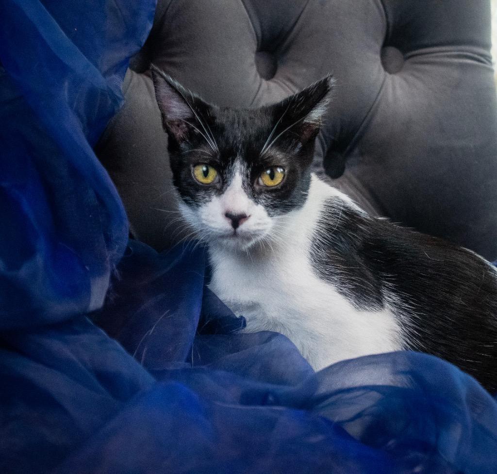 Enlarge James, a ADOPTABLE Domestic Short Hair in Houston, TX image 4/4