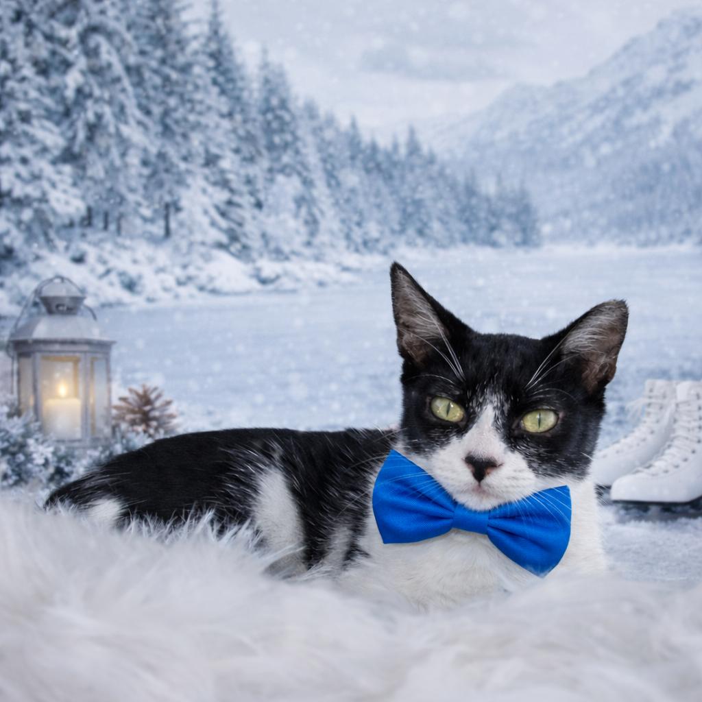 James, ADOPTABLE, Kitten Male Domestic Short Hair.