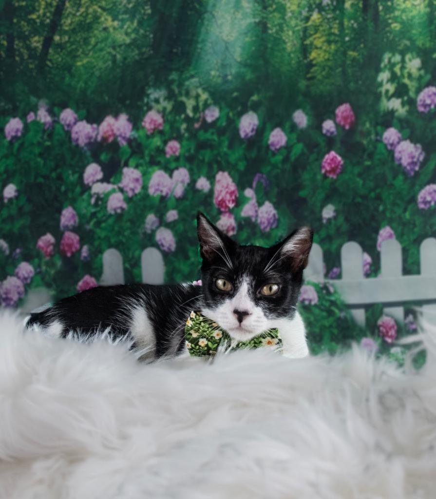 James, ADOPTABLE, Kitten Male Domestic Short Hair.