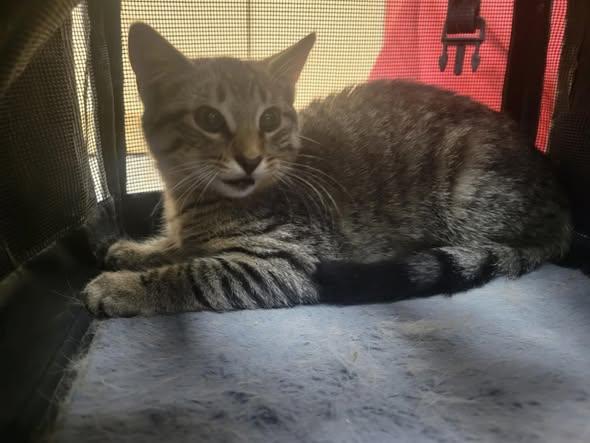 Archie, Adoptable, Kitten Male Domestic Short Hair.