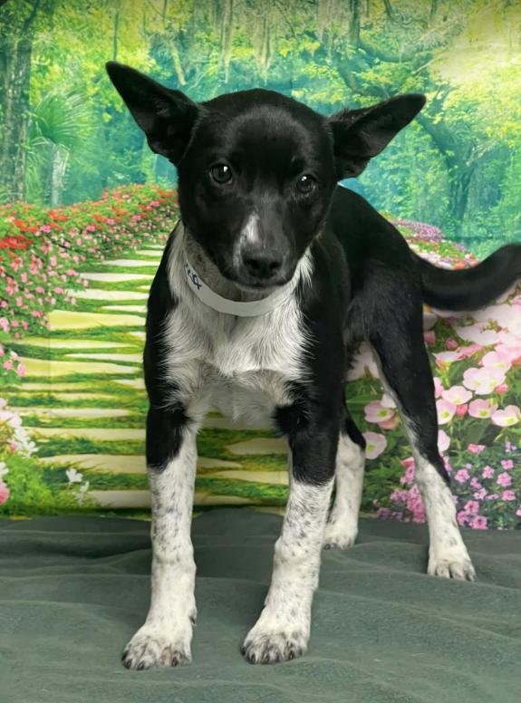 Alondra, a Adoptable mixed breed in Aurora, CO image 3/4