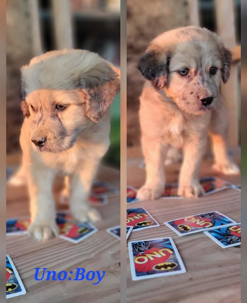 Uno, a Adoptable mixed breed in Bristol, WI image 1/6