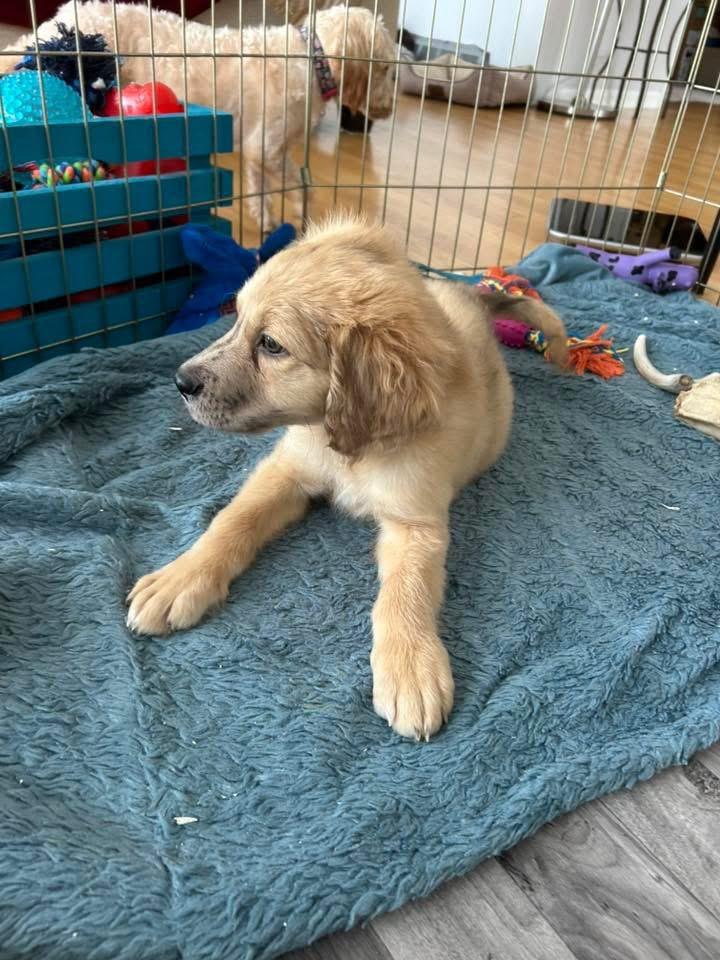 Uno, a Adoptable mixed breed in Bristol, WI image 2/6