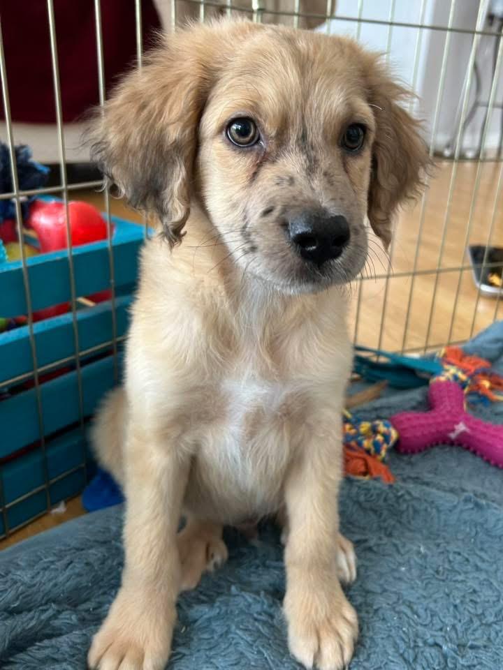 Uno, a Adoptable mixed breed in Bristol, WI image 3/6