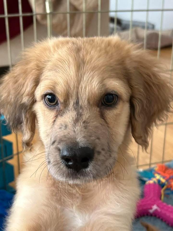 Uno, a Adoptable mixed breed in Bristol, WI image 4/6