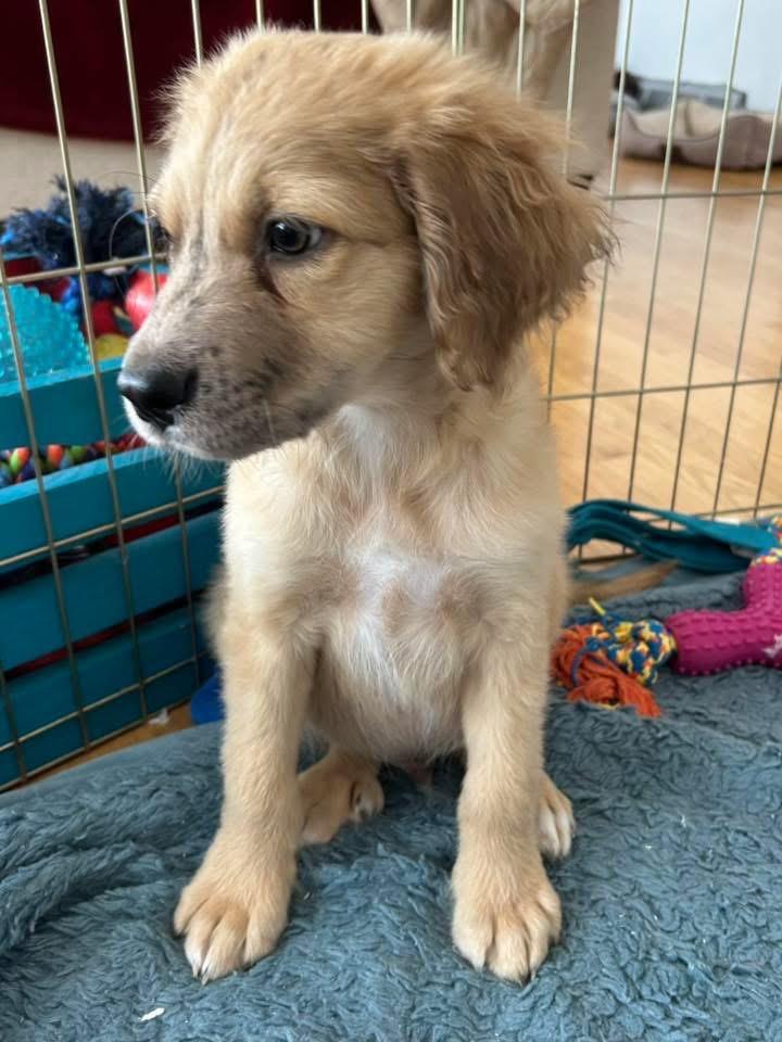 Uno, a Adoptable mixed breed in Bristol, WI image 5/6