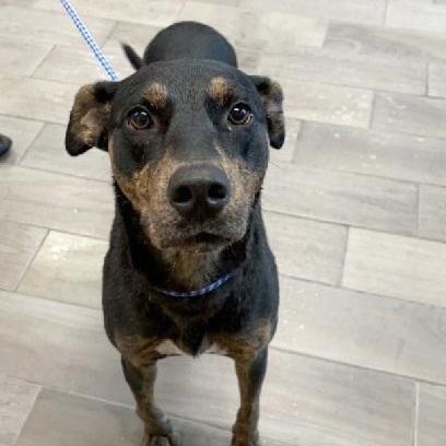Enlarge Margaret, a Adoptable mixed breed in Nevada, MO image 2/2