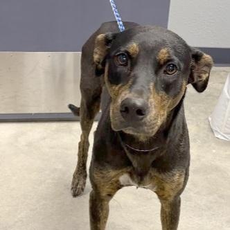 Enlarge Margaret, a Adoptable mixed breed in Nevada, MO image 1/2