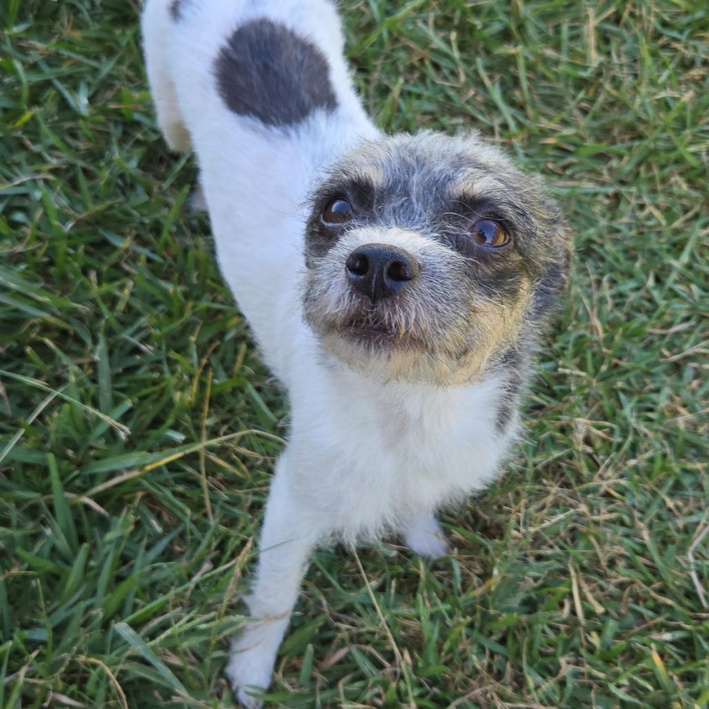 Lolita, a Adoptable mixed breed in Houston, TX image 1/3