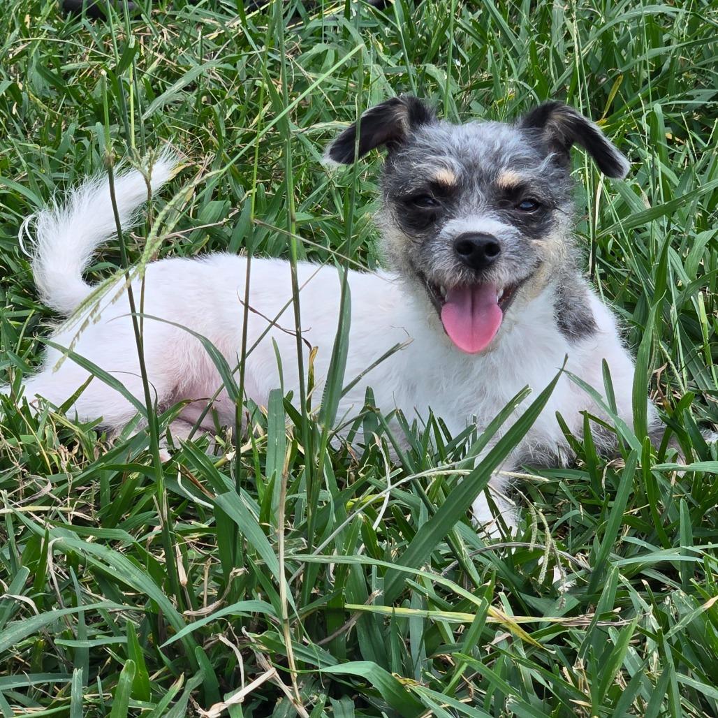 Lolita, a Adoptable mixed breed in Houston, TX image 3/3