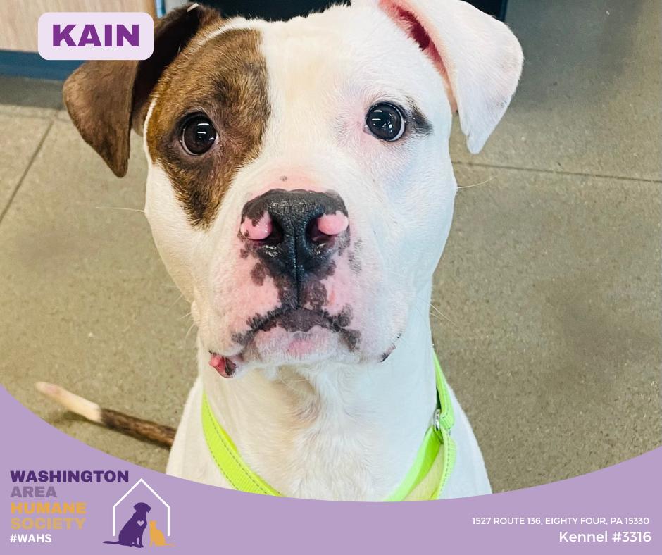 Kain, ADOPTABLE, Adult Male Pit Bull Terrier.