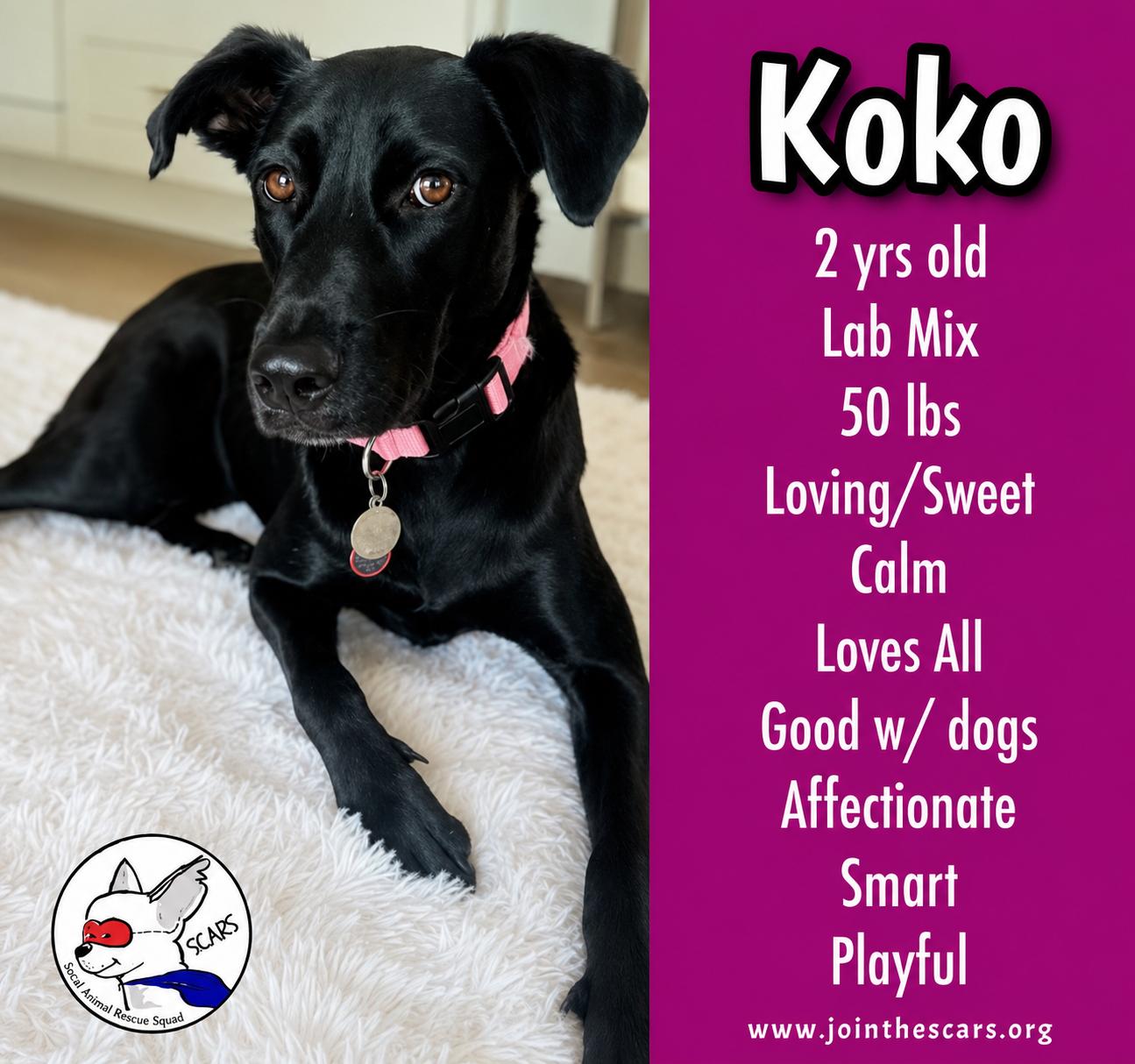 Enlarge KOKO, a Adoptable mixed breed in Glendora, CA image 1/6