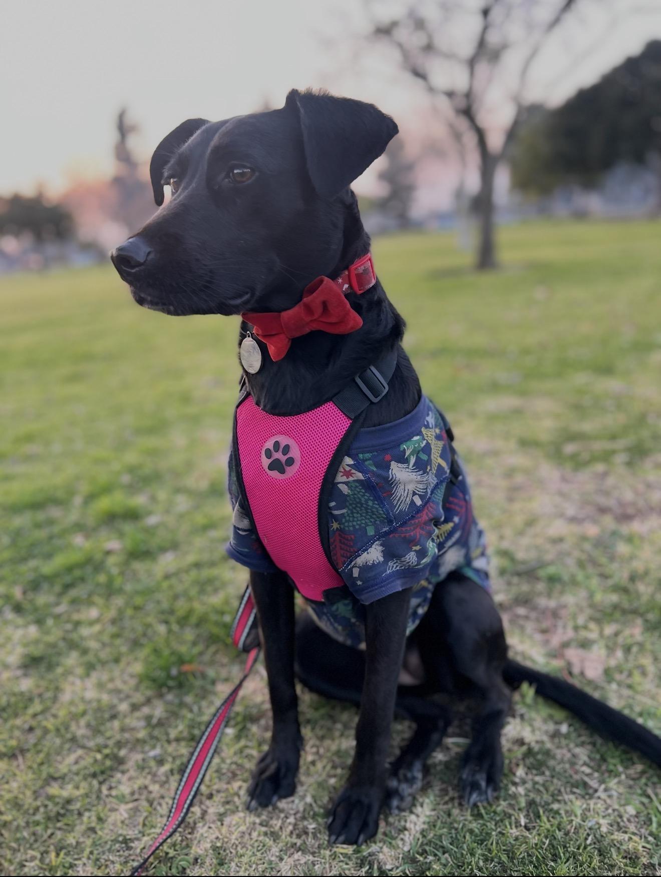 Enlarge KOKO, a Adoptable mixed breed in Glendora, CA image 5/6
