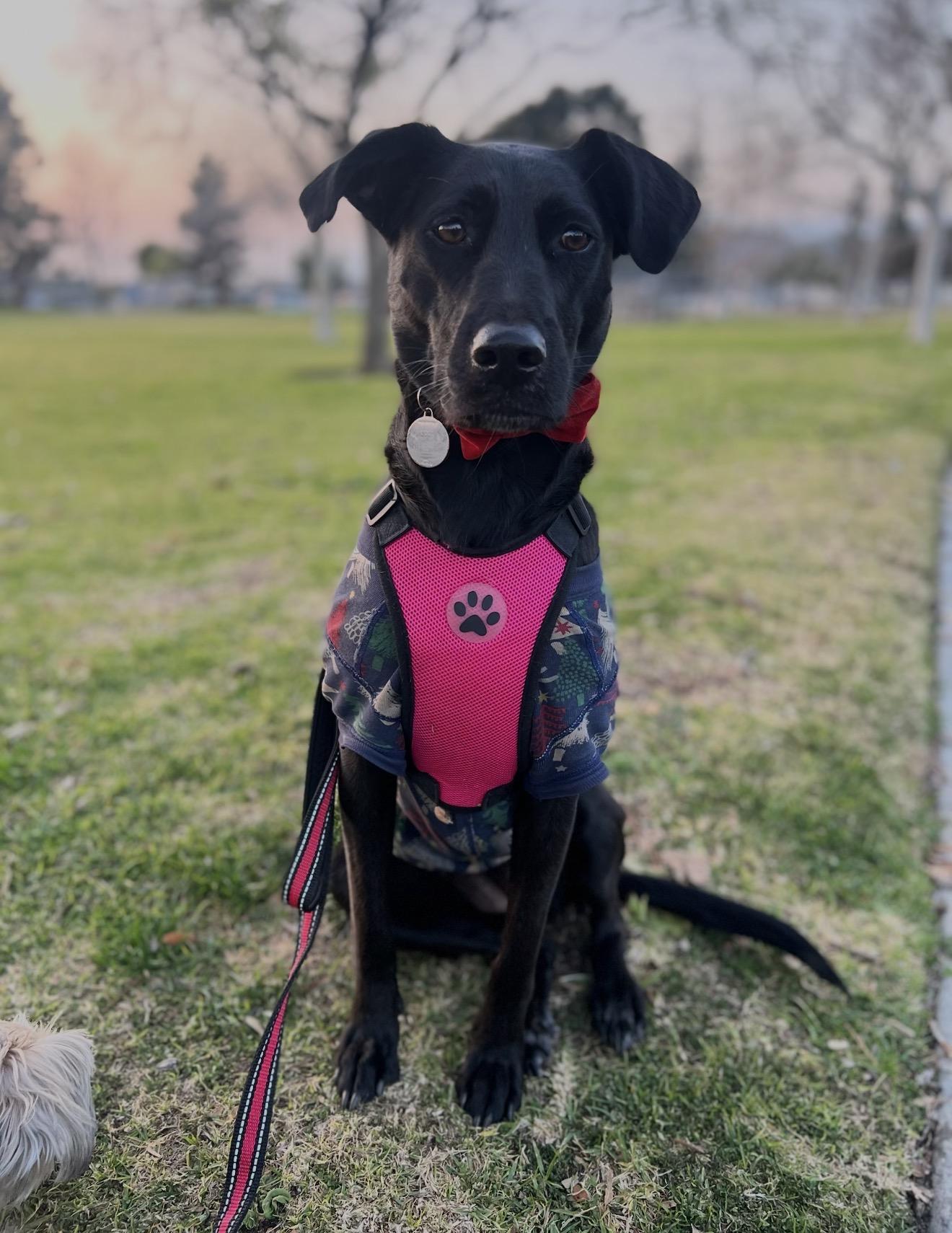 Enlarge KOKO, a Adoptable mixed breed in Glendora, CA image 6/6