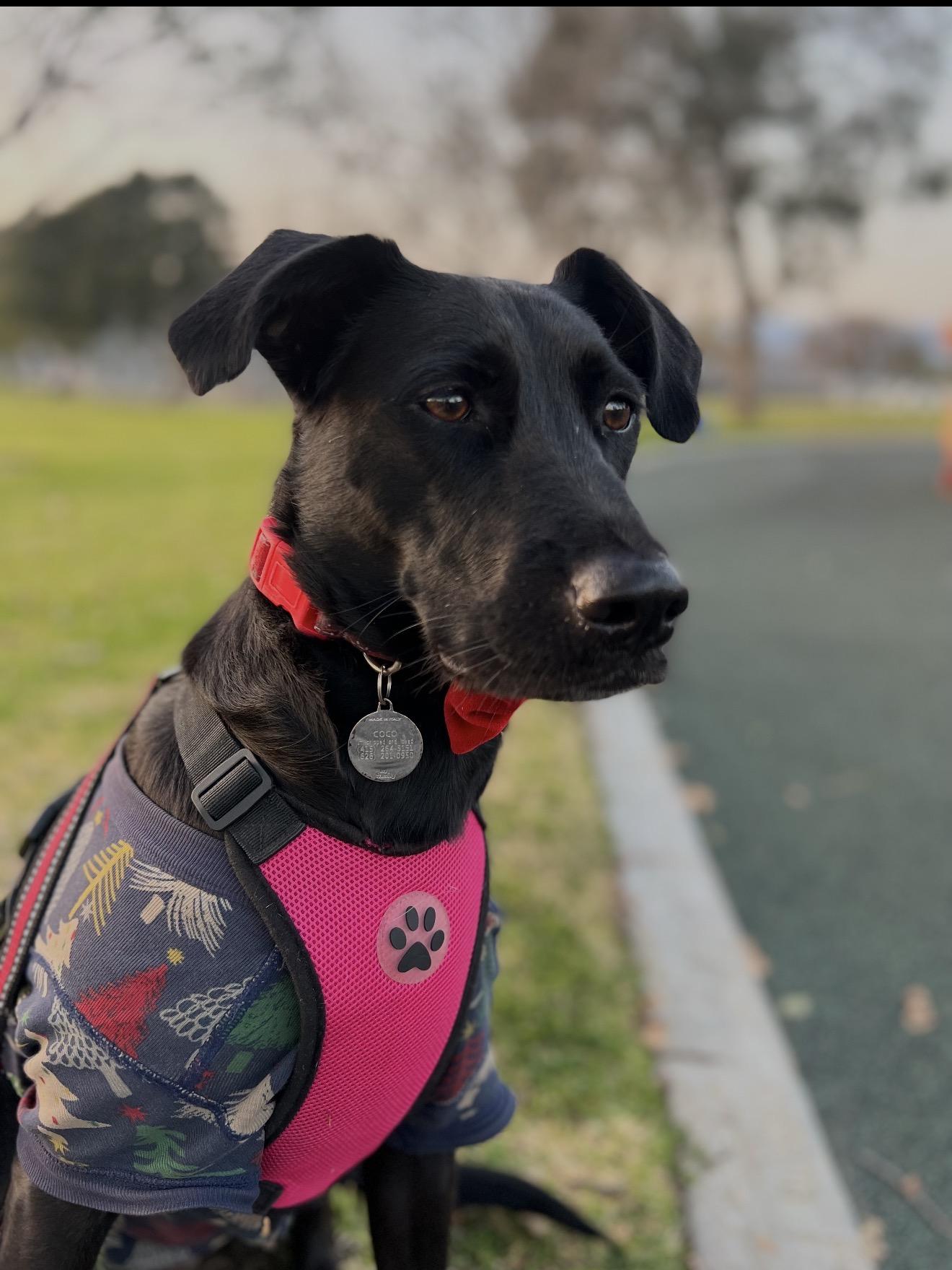 Enlarge KOKO, a Adoptable mixed breed in Glendora, CA image 3/6