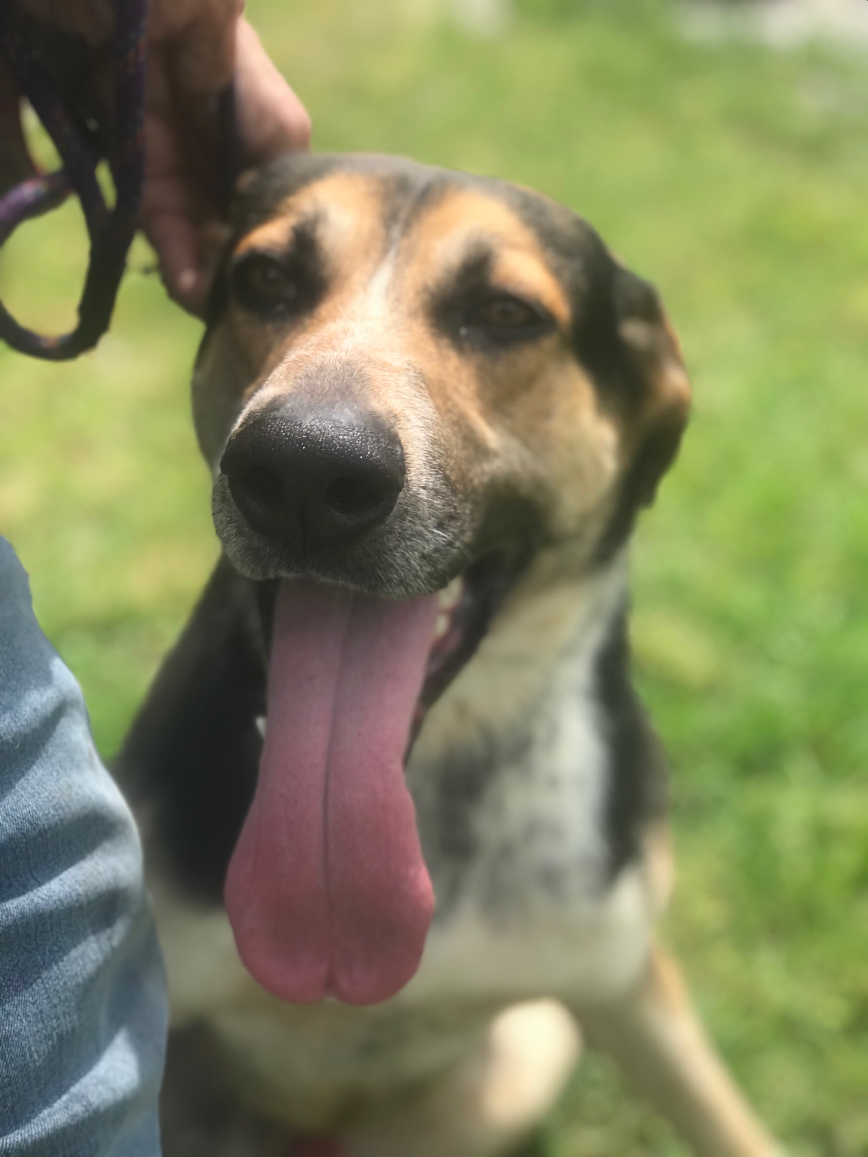 Enlarge Hooch, a Adopted Shepherd in Bruce, MS image 1/1