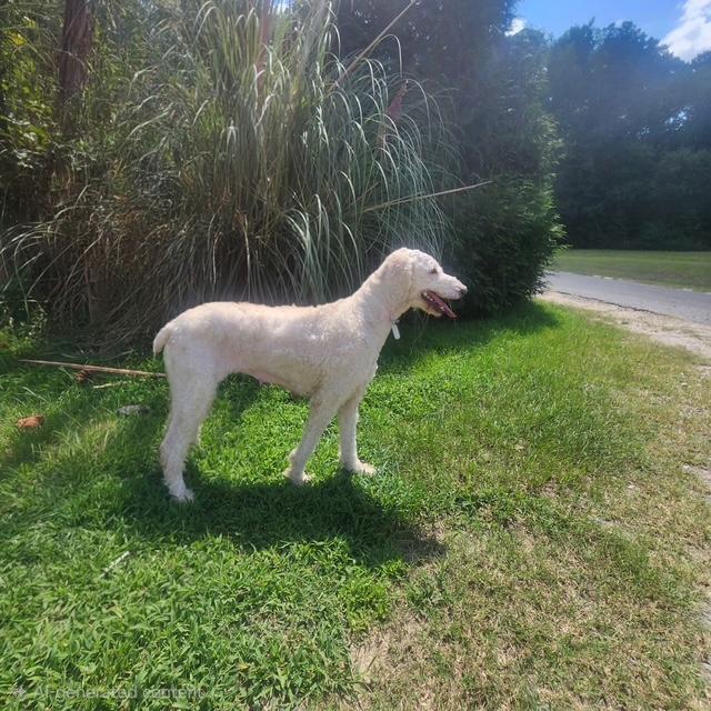 Enlarge Tasha, a Adopted Standard Poodle in Manhasset, NY image 4/4