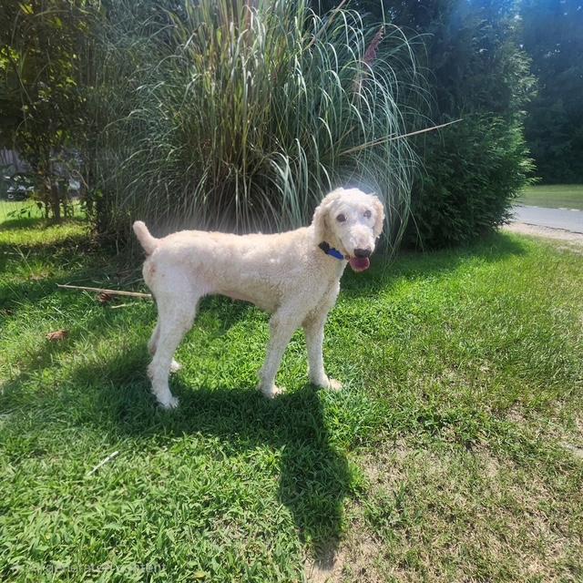 Tasha, Adopted, Adult Female Standard Poodle.