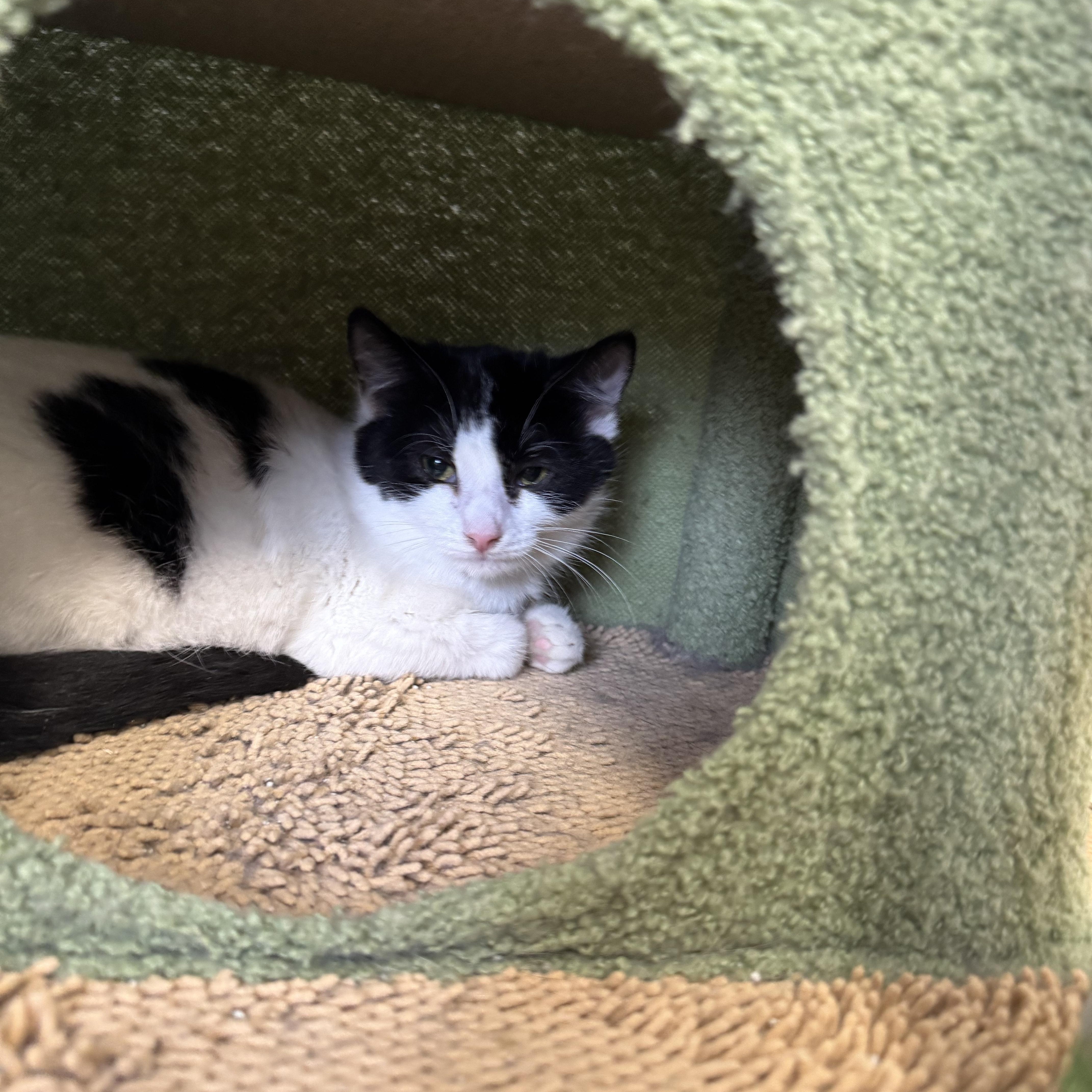 Enlarge Buttercup, a ADOPTABLE Domestic Short Hair in Salem, OH image 1/1