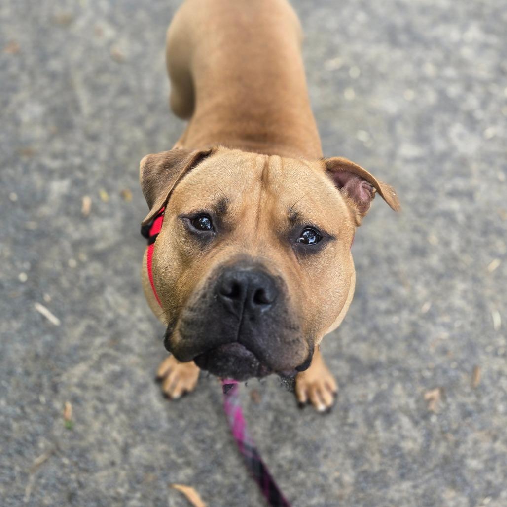 Enlarge Anubis, a Adoptable Mixed Breed in Fairport, NY image 1/6