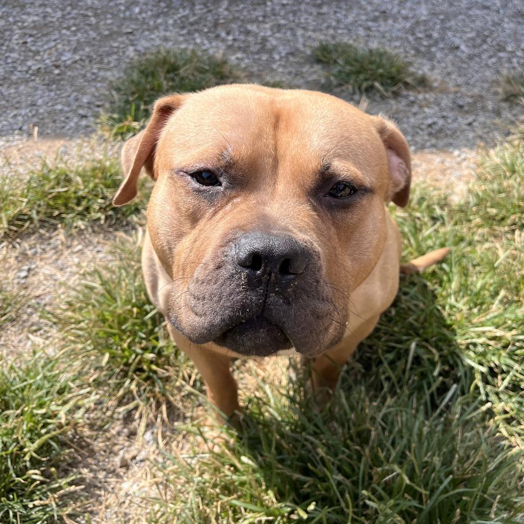 Enlarge Anubis, a Adoptable Mixed Breed in Fairport, NY image 2/6