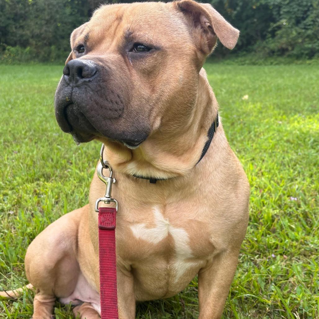 Enlarge Anubis, a Adoptable Mixed Breed in Fairport, NY image 3/6