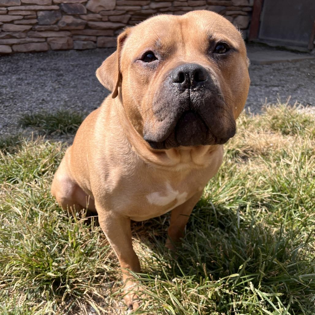 Enlarge Anubis, a Adoptable Mixed Breed in Fairport, NY image 4/6
